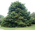 National tree: Real yellowwood