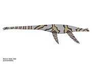 Quiriquina Elasmosaurid (indet.)