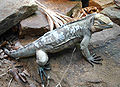 A Rhinoceros Iguana