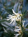 Sarcococca confusa inflorescence