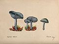 Clitocybe odora four fruiting bodies. Watercolour, 1887. Iconographic Collections