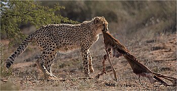 A Southern African cheetah with a carcass