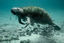 West Indian manatee (Trichechus manatus)