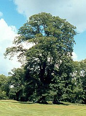 Quercus petraea in England, about 300 years old
