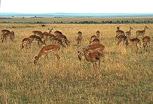 一群正在吃草的高角羚