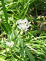 Allium neapolitanum