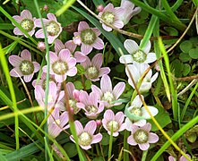 Bog pimpernel