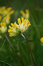 Anthyllis vulneraria (common kidneyvetch)