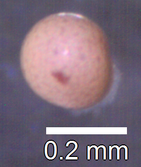 File:Artemia salina cyst.tif