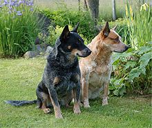 Two Australian Cattle Dogs one of which is red and the other blue