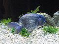 Blue Ranchu Goldfish.