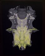 CT scan of the broadnose sevengill shark's braincase