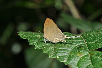 Ventral view