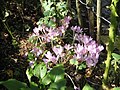 Colchicum byzantinum