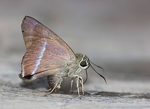 Ventral view