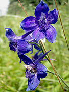 A purple-flowered individual