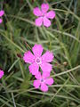 Dianthus deltoides