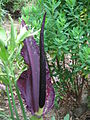 Dracunculus vulgaris inflorescence