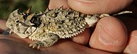 A lizard with intimidating spikes on its head and back standing on a log.