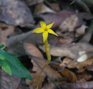 Voyria aphylla - Gentianaceae