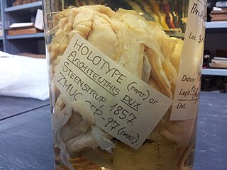 #14 (5/11/1855) Closeup of one of the jars containing the Architeuthis dux type material (see alternative view)