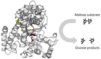 Ribbon diagram of glycosidase with an arrow showing the cleavage of the maltose sugar substrate into two glucose products.