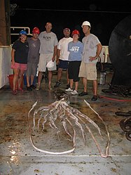 #532 (30/7/2009) Another view of the same specimen surrounded by research scientists on the deck of the NOAA research vessel Gordon Gunter (see alternative view)
