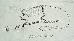 Mantell's original drawing of Iguanodon.