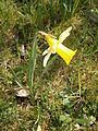 Narcissus pseudonarcissus subsp. pseudonarcissus