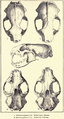 Skulls of a black-footed ferret (1) and European polecat (2), as illustrated in Merriam's Synopsis of the Weasels of North America