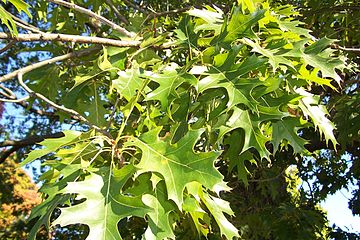 Leaves of Quercus ellipsoidalis