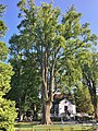 Old American elm in Halifax Public Gardens, Nova Scotia, Canada (August 2019)