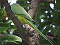 City bird sanctuary, Chandigarh, India