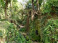 Foliage over a stream in the village