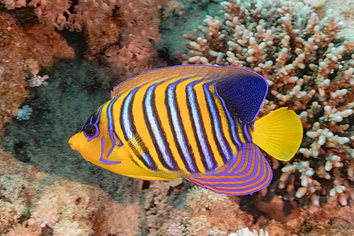 Royal angelfish