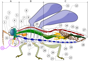 Insect anatomy diagram