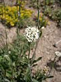 Saponaria bellidifolia