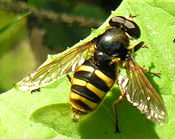 Sericomyia