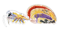 Diagram of the internal anatomy of a spider