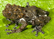 Image of Theloderma moloch