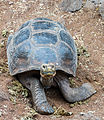 Tortoise at the Charles Darwin Research Station