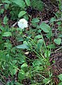 Traunsteinera sphaerica growing in Karachayevsky District, Karachay-Cherkessia, Russia