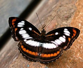 Dorsal view (male)