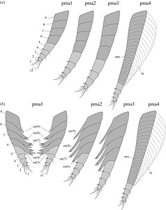 Morphology of the cephalothoracic appendages in side-on view (top) and from the front