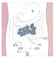 小肠在腹腔中的位置