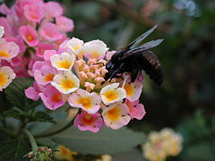 Xylocopa californica