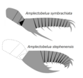 Amplectobelua spp. アンプレクトベルア（アムプレクトベルア）