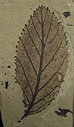Fossil Alnus parvifolia leaf