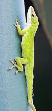 small green lizard on a pole climb