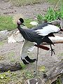 Black-crowned Crane (Balearica pavonina)